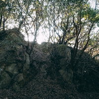 見上げた先には崖と木々が鬱蒼と茂る薄暗い森林の写真