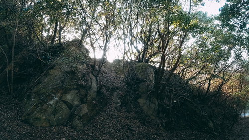 見上げた先には崖と木々が鬱蒼と茂る薄暗い森林