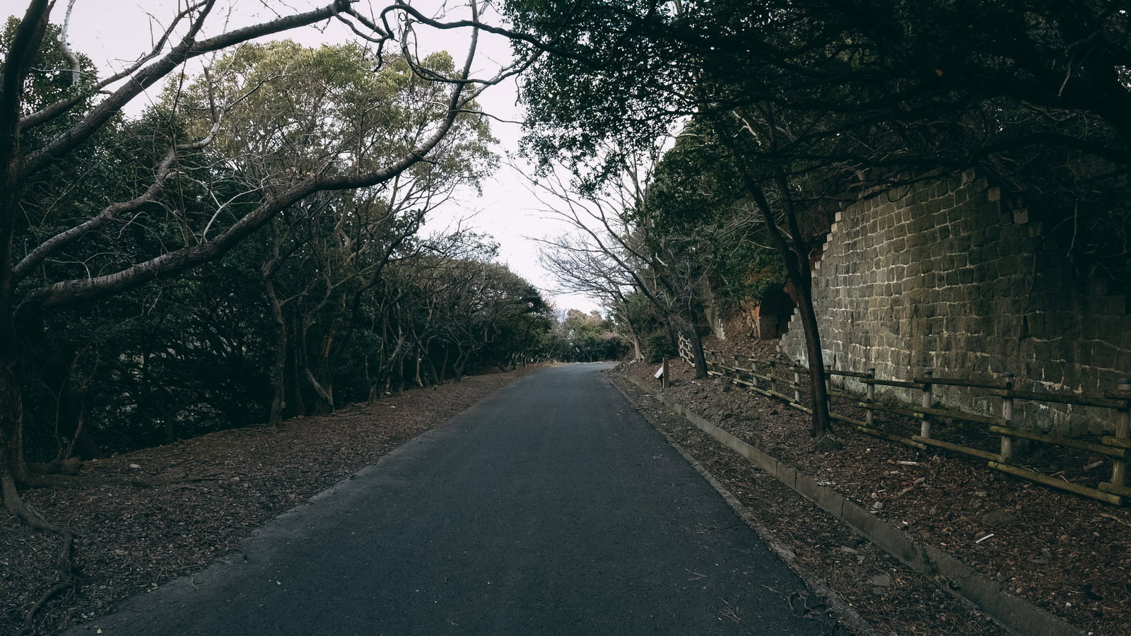 薄暗い森に囲まれた車道の風景、左側にコンクリート塀
