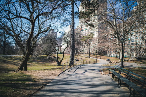 ニューヨークの公園で遊歩道に伸びる木々の影