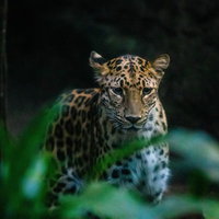 暗がりに潜伏する豹の横顔、鋭い眼差しで狩りを狙う野生動物の写真
