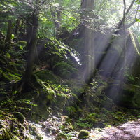 横谷峡遊歩道の森を照らす木漏れ日と新緑の風景の写真