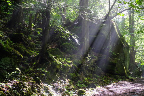 横谷峡遊歩道の森を照らす木漏れ日と新緑の風景