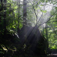 木々に囲まれた横谷峡遊歩道の木漏れ日と渓谷の自然の写真