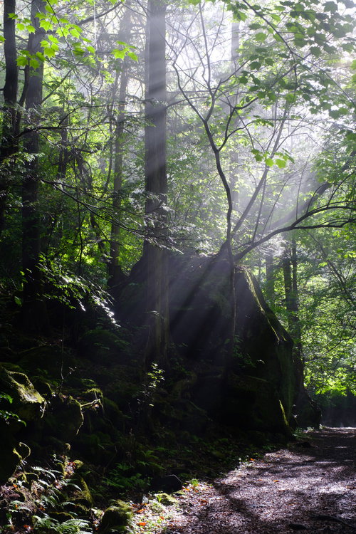 木々に囲まれた横谷峡遊歩道の木漏れ日と渓谷の自然