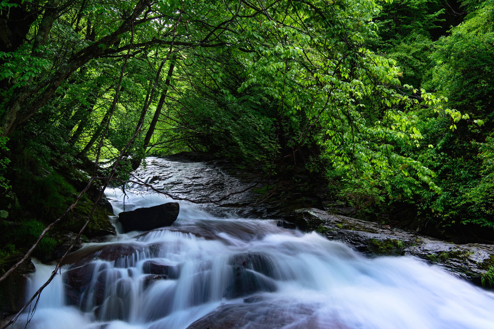 横谷渓谷の緑豊かな森に囲まれた渋川の渓流が岩の間を流れる様子