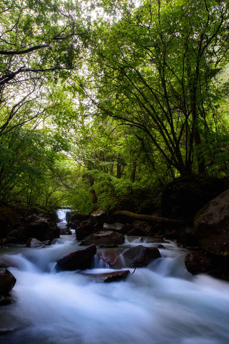 緑の木々に囲まれた横谷渓谷で岩の間を流れるせせらぎ