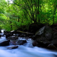 森に囲まれた横谷渓谷を流れる清流と苔むした岩の写真