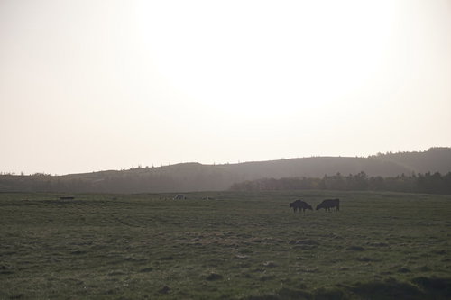 美ヶ原高原の放牧地で草を食む牛たちと山々の風景