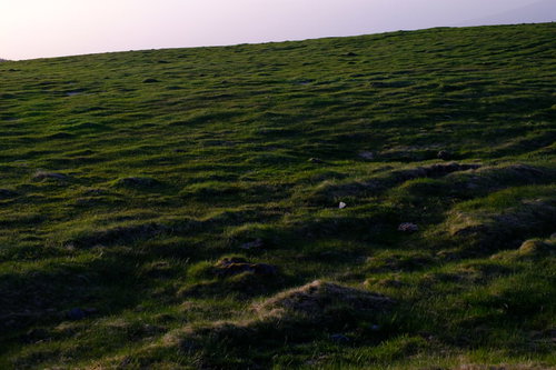 美ヶ原高原の牧場で柵越しに並ぶ乳牛2頭