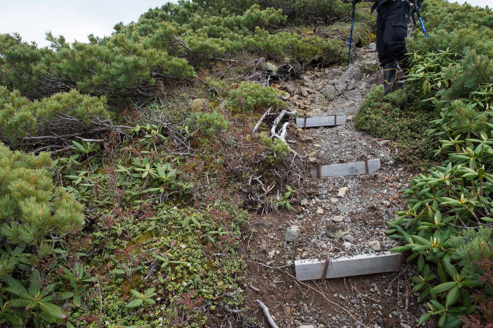 松林の中の木製階段を登る登山者