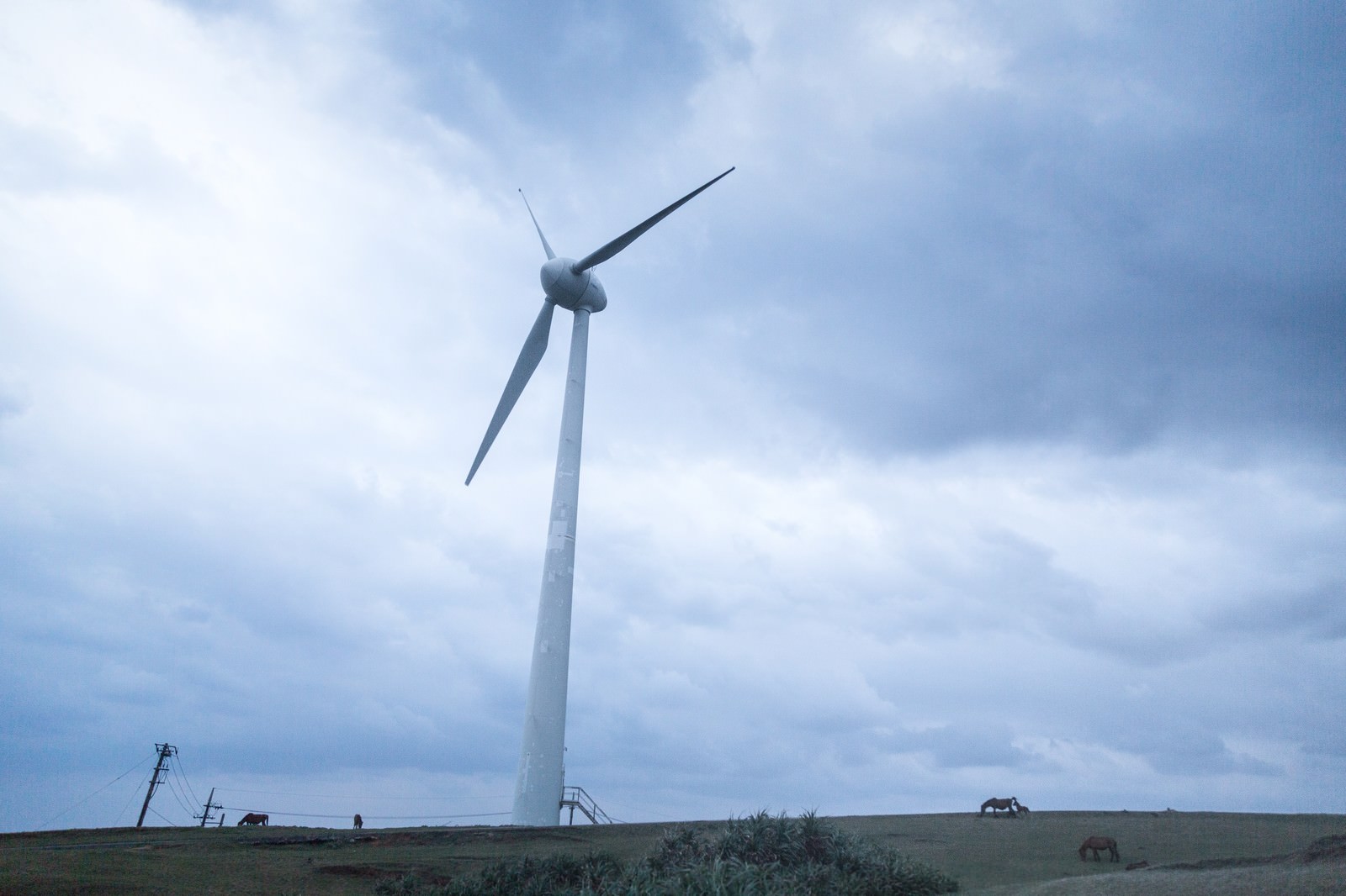 与那国島の広大な草地に立つ白い風力発電機と放牧される与那国馬