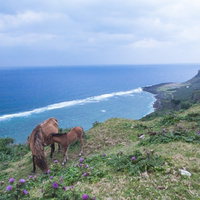 与那国島東崎展望台で草を食む与那国馬と海の風景の写真