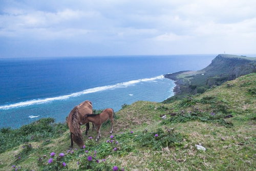 与那国島東崎展望台で草を食む与那国馬と海の風景