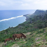 大自然と与那国馬が暮らす東崎展望台の風景の写真