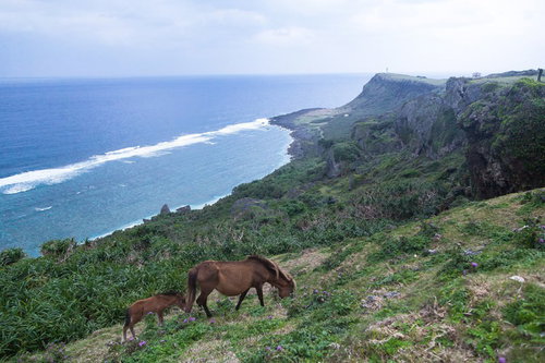 大自然と与那国馬が暮らす東崎展望台の風景