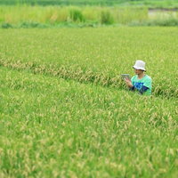 稲穂のビッグデータをタブレットで解析する農家の男性の写真