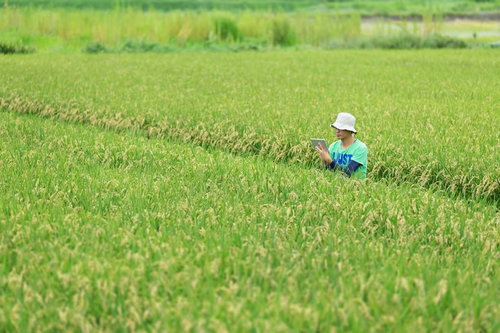 稲穂のビッグデータをタブレットで解析する農家の男性
