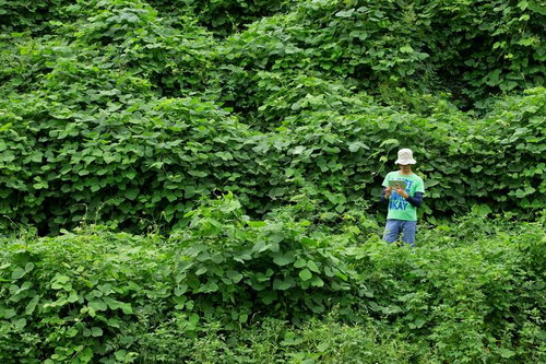 山奥の雑草に囲まれても4G電波がここまで届くのかと感心する男性の写真