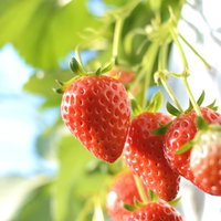 緑のヘタがついた赤いイチゴが枝に実る苺狩りの写真