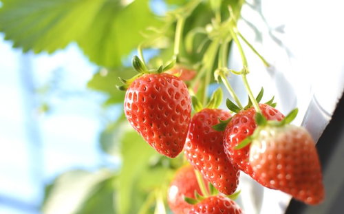 緑のヘタがついた赤いイチゴが枝に実る苺狩り