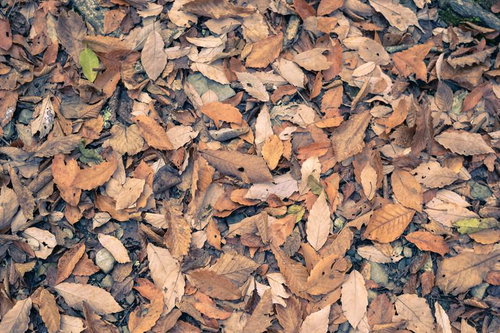 足元を覆う枯れた落ち葉のテクスチャー