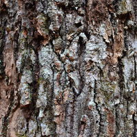 カサカサで粗い樹皮のテクスチャ、茶色の自然な表面の写真
