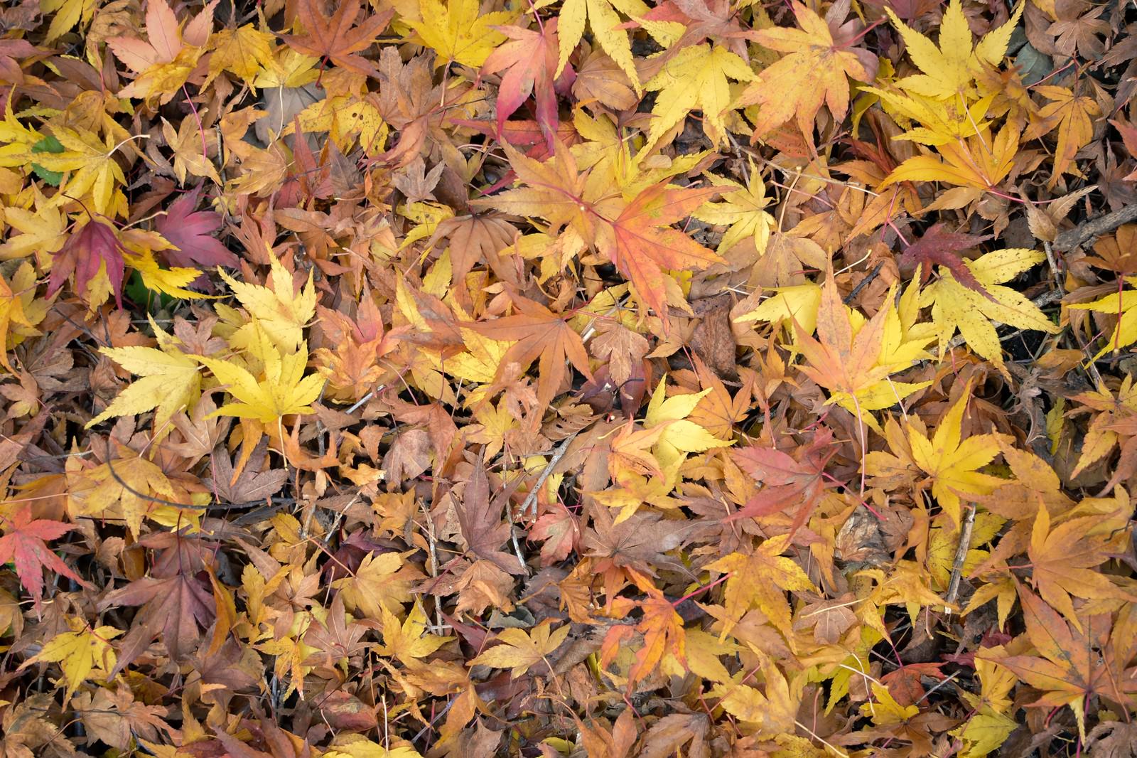 黄色とピンク、茶色のもみじの落ち葉が一面に敷き詰められた秋の風景