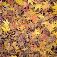 もみじの落ち葉と黄葉が重なる秋の地面風景の写真