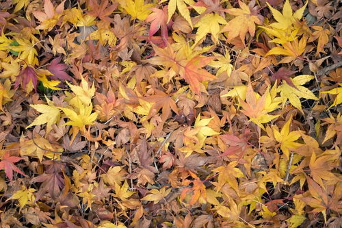 もみじの落ち葉と黄葉が重なる秋の地面風景