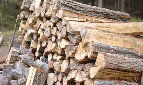 森の中に積み上げた切り口の見える薪