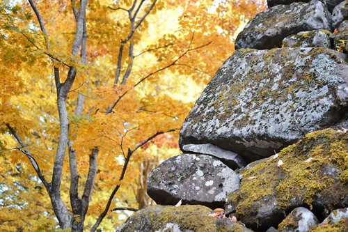 苔むした石垣と秋の黄葉