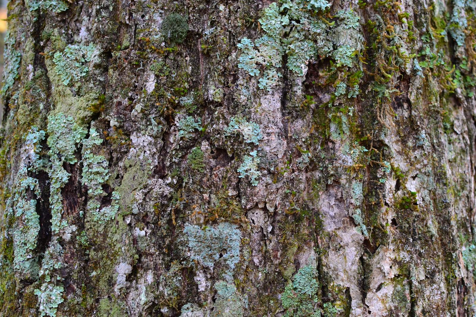 苔と割れ目が広がる朽ちた木の幹