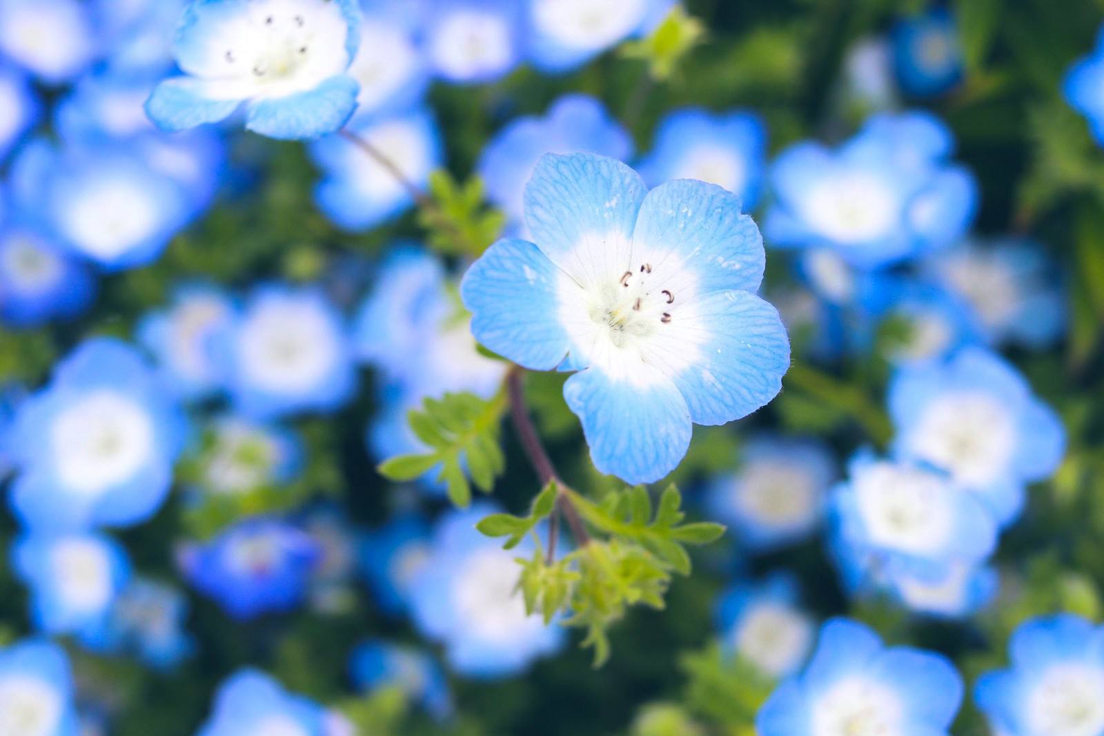 青いネモフィラの花が一面に咲く花畑で、手前の一輪にピントが合っている