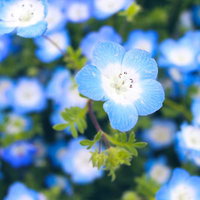 大きく花開くネモフィラの群生 春の花畑の写真