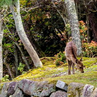 庭園の芝生でエサを探す子鹿が草をついばむ野生動物の姿の写真