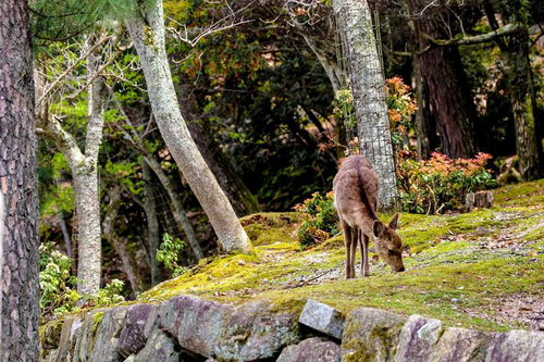 庭園の芝生でエサを探す子鹿が草をついばむ野生動物の姿