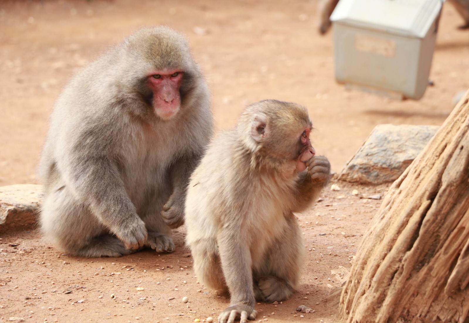動物園で大人のサルが小猿を見つめている親子の様子