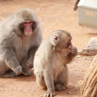 我が子の姿を見て、自分達サルじゃね？と思い始めたの写真