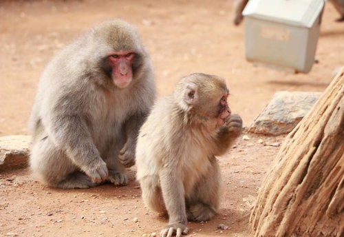 我が子の姿を見て、自分達サルじゃね？と思い始めた