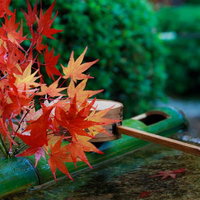 秋の神社で朱く染まるもみじの葉と手水舎の風情の写真