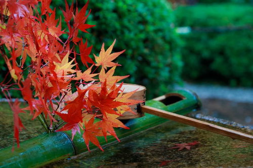 秋の神社で朱く染まるもみじの葉と手水舎の風情
