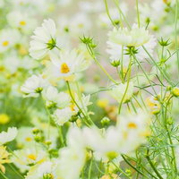 群生する白いコスモスの花畑 秋の季節の写真