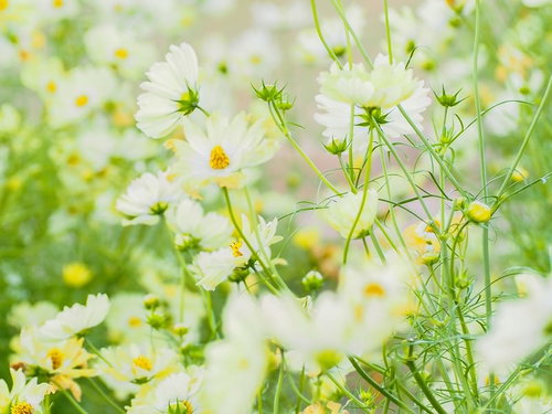 群生する白いコスモスの花畑 秋の季節