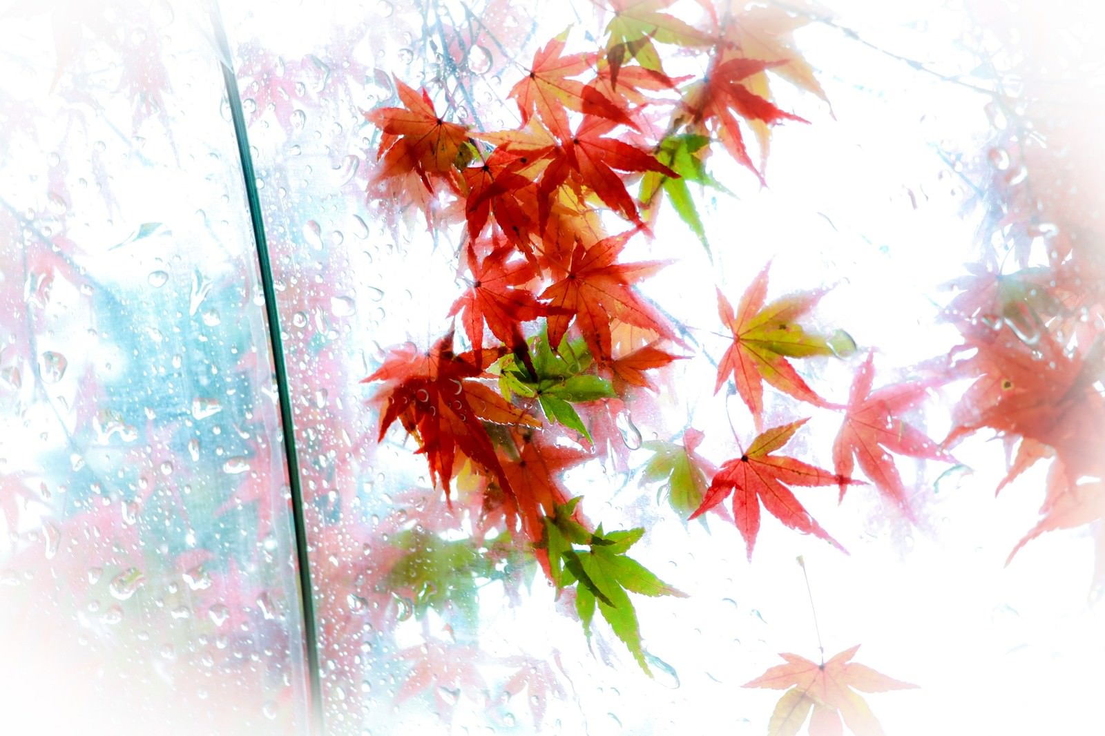 透明なビニール傘越しに見える雨に濡れたもみじの葉