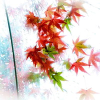 ビニール傘越しに見えるもみじの葉と雨粒の写真