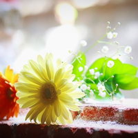 照明に照らされた赤いガーベラと黄色い花の小さな花束の写真