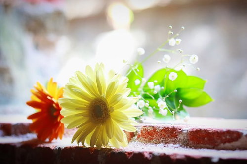 照明に照らされた赤いガーベラと黄色い花の小さな花束