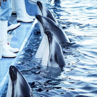 餌待ちする水族館のイルカ達が水面に集まる様子の写真