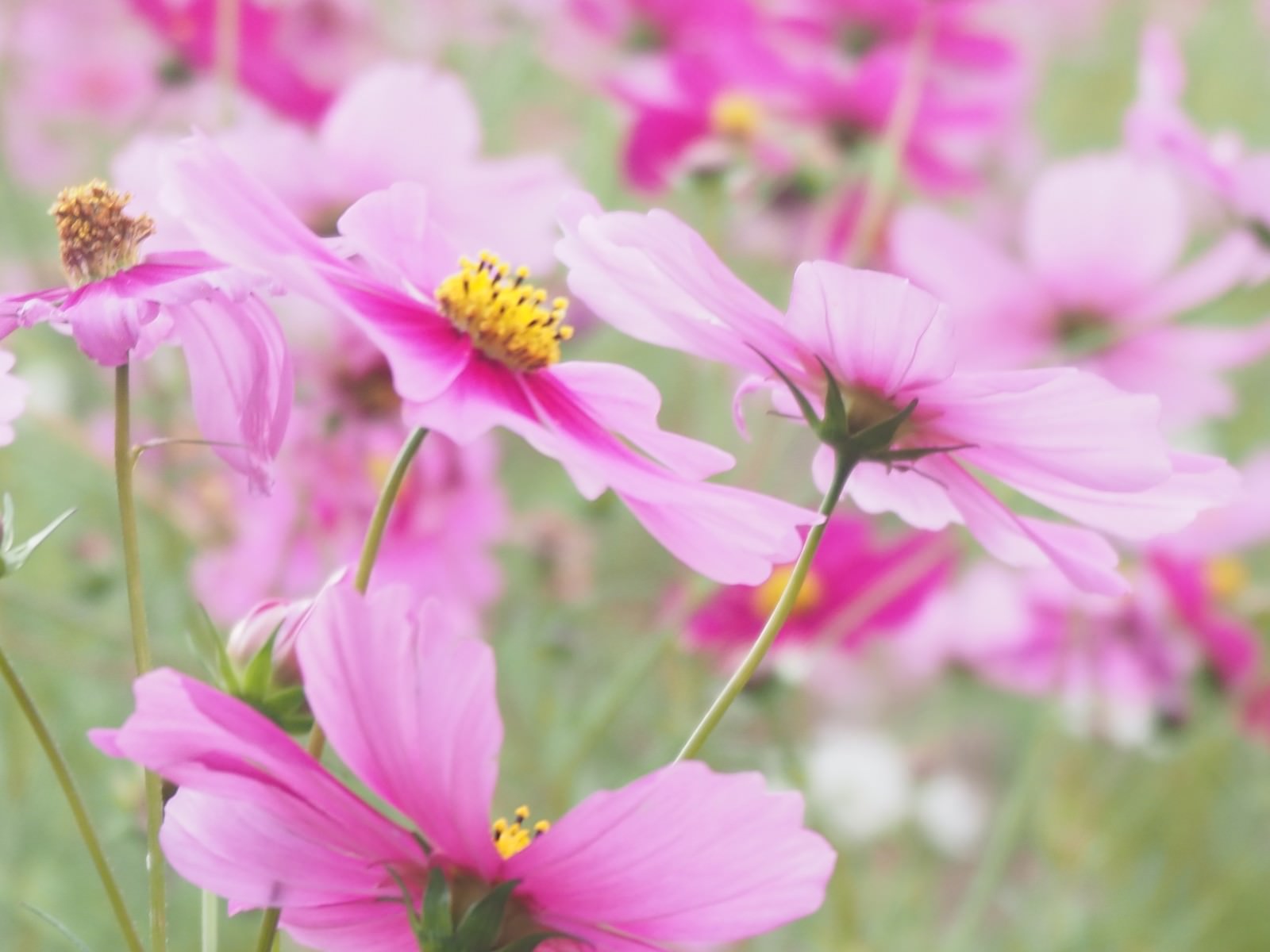 ピンクのコスモスの花が大きく開いて咲いている様子